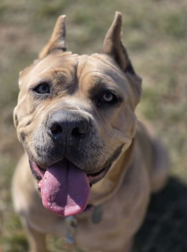 smiling dog