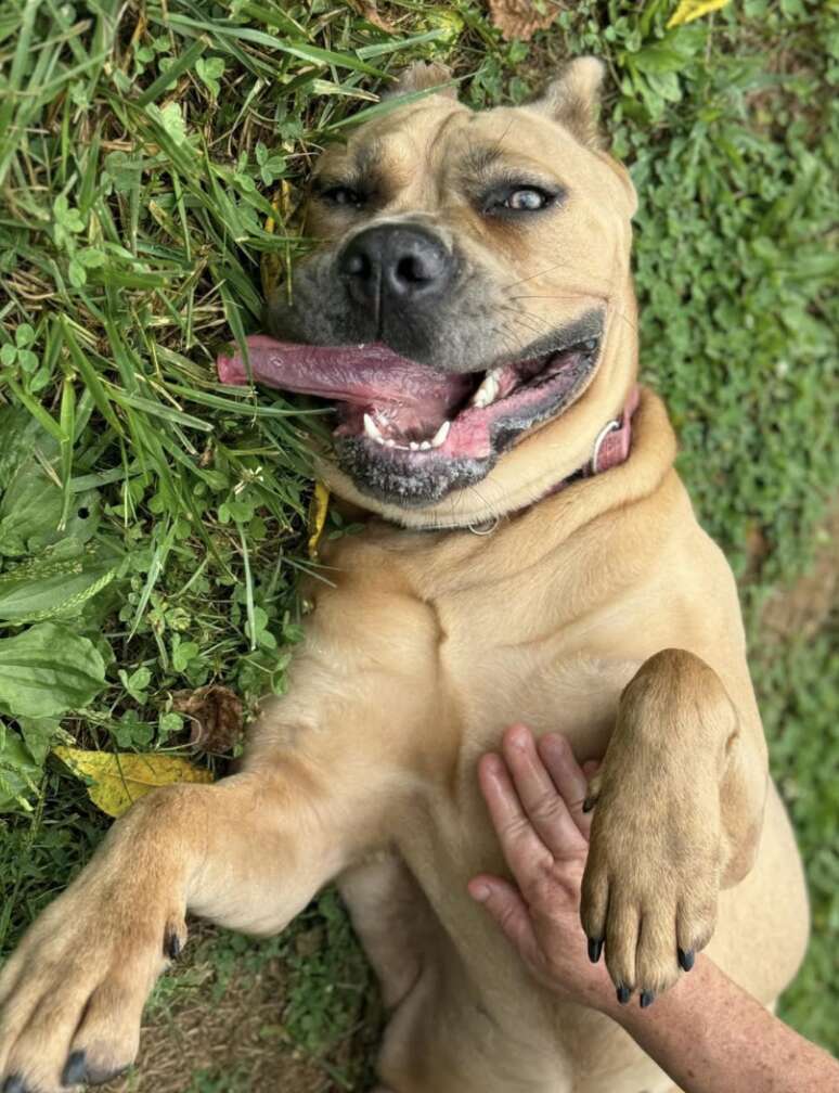 dog in the grass