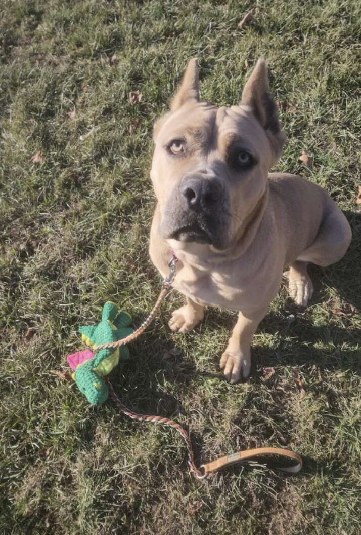 dog with toy in the grass