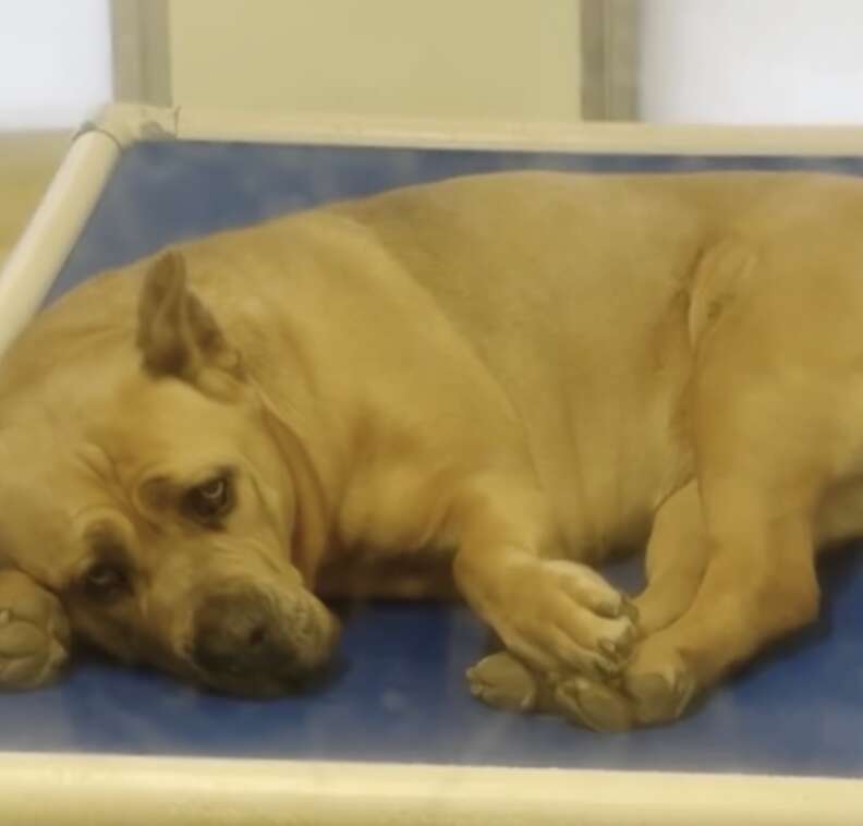 dog in bed