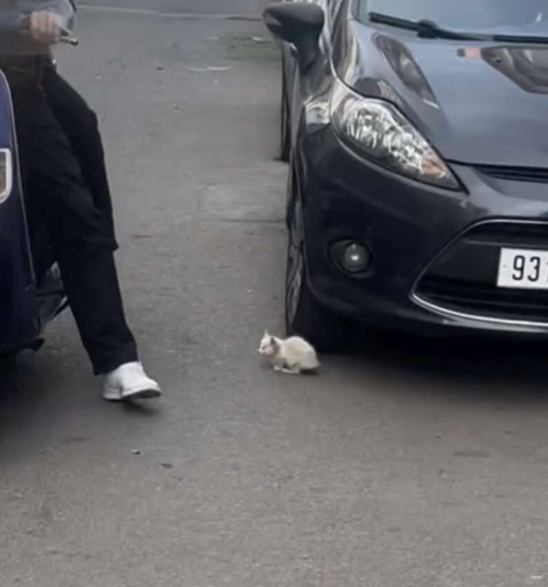 kitten in the road