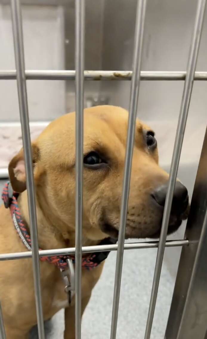 Dog smiling behind kennel bars