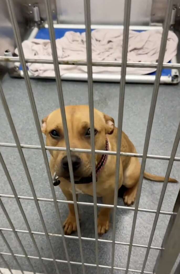 Dog looking at person through kennel bars