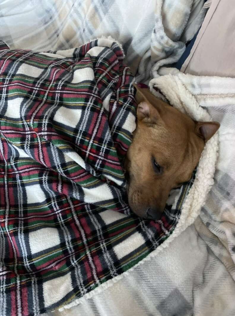 Dog snuggled up in blanket