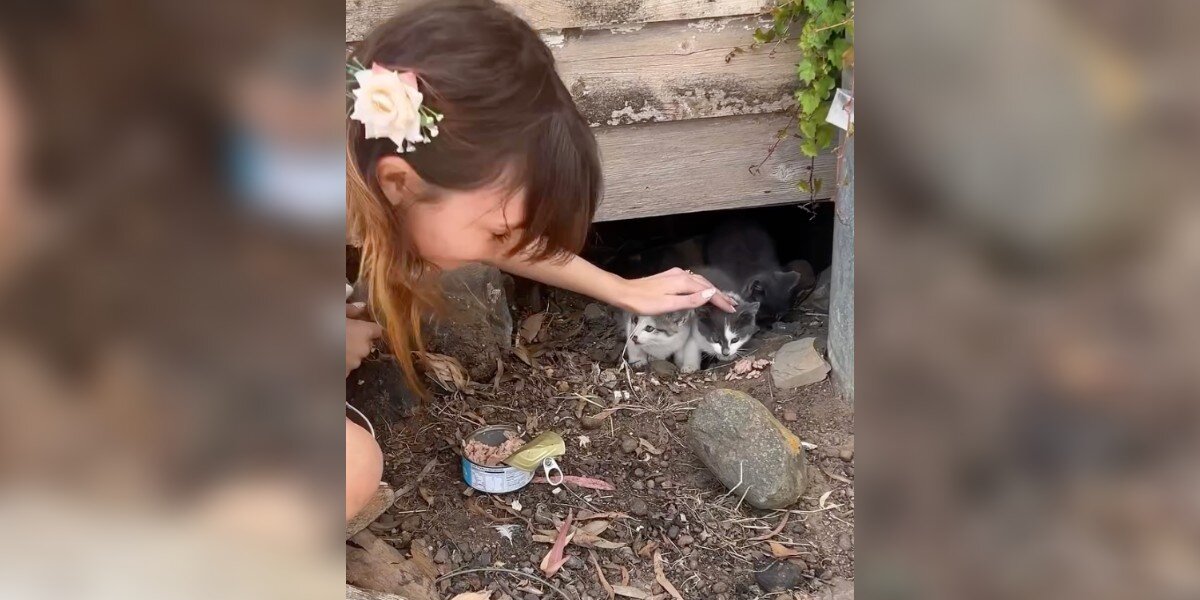 Bride's Wedding Turns Into 'Disney Fairytale' When Tiny Kittens Suddenly Appear