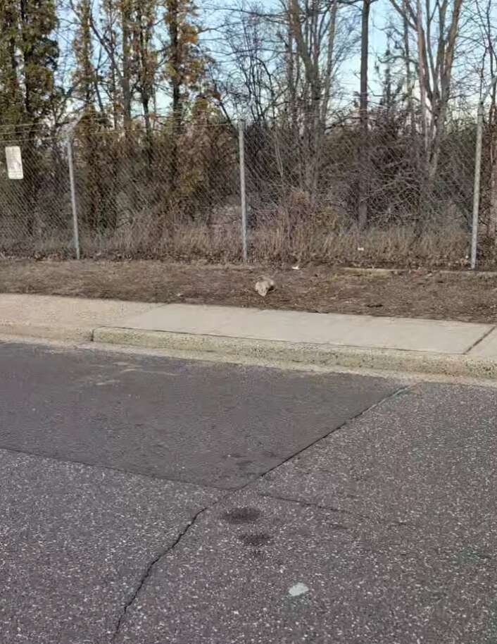 opossum on side of the road