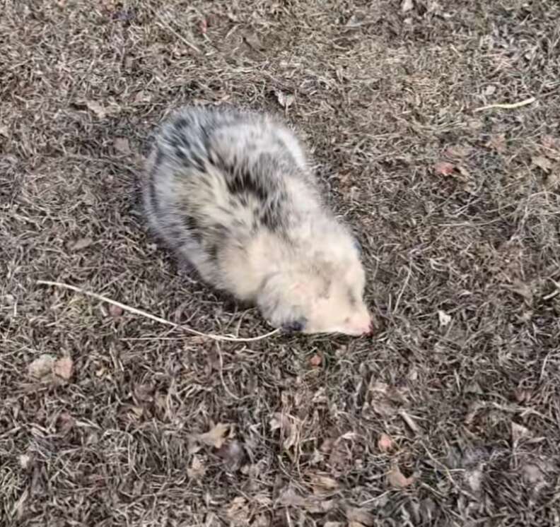 possum in the dirt