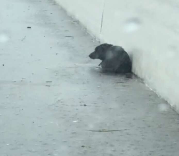 Dog curled up on side of road