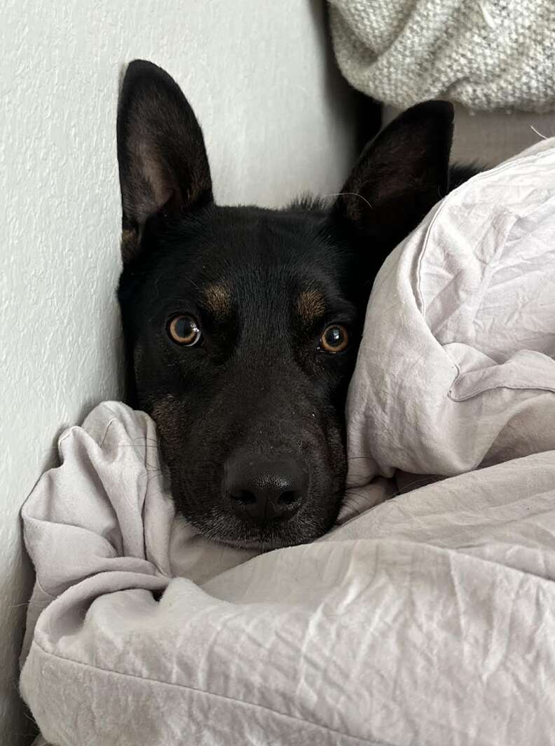 Dog in sheets