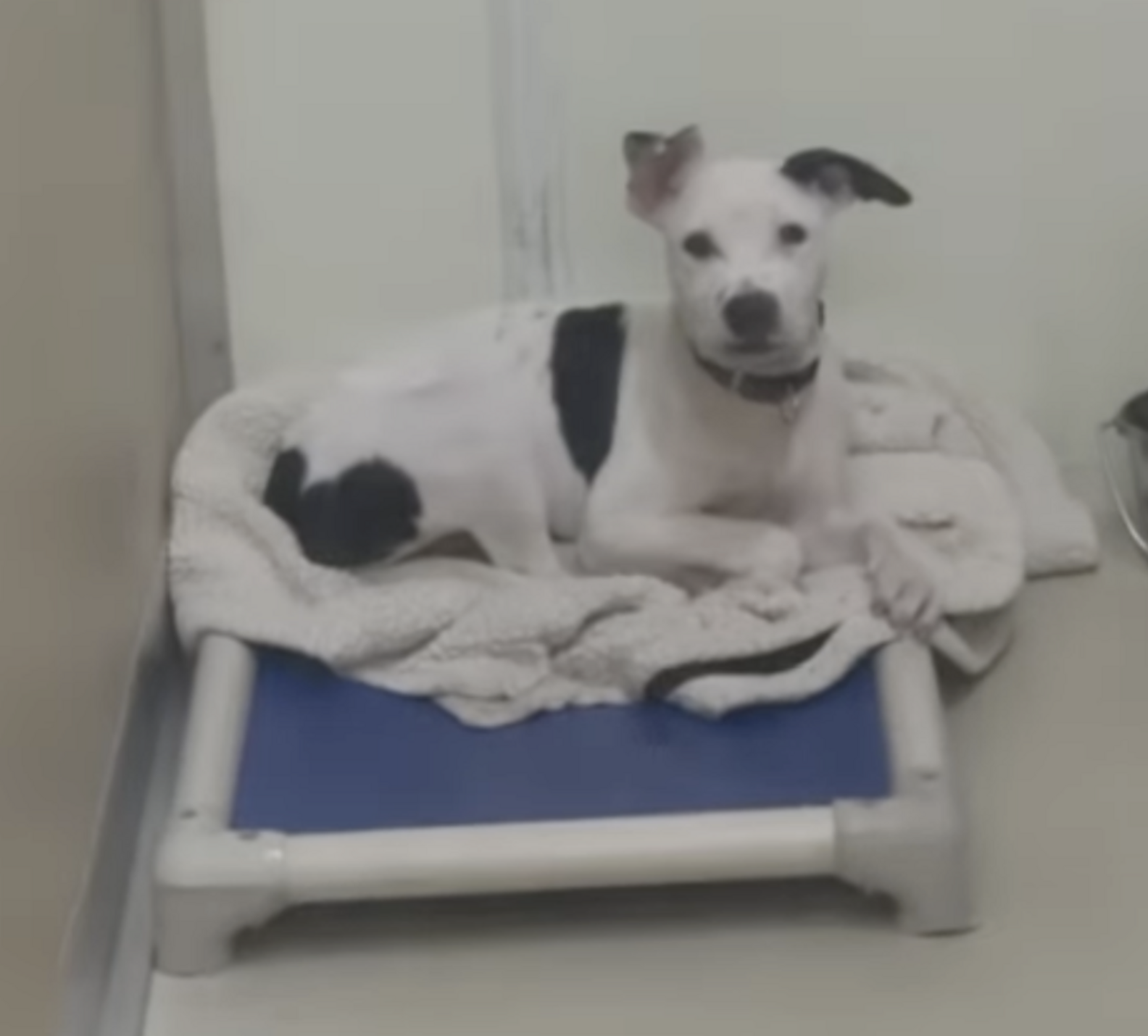 'Last Left Of Her Litter' Doesn't Understand Why Everyone's Been ...