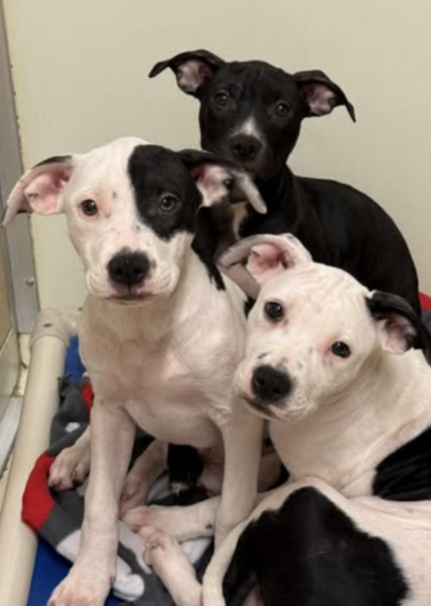 'Last Left Of Her Litter' Doesn't Understand Why Everyone's Been ...