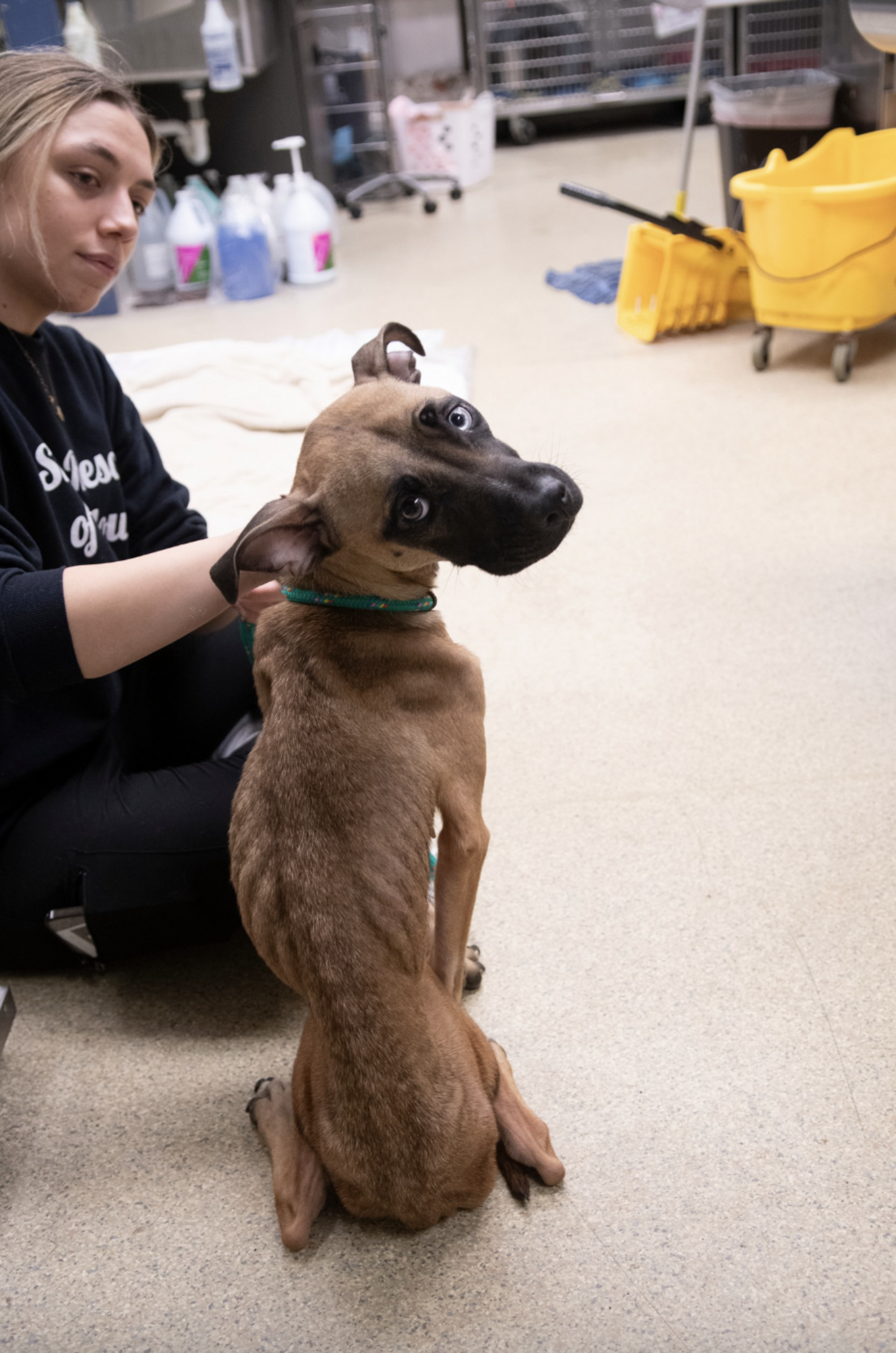 Dog Tied To Fence At Abandoned School Doesn’t Know If Anyone Will Save ...