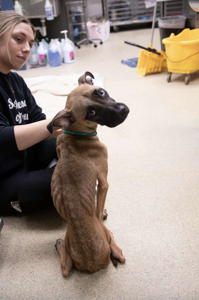 Dog sitting on floor