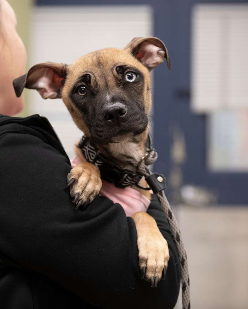 Person holding dog in their arms