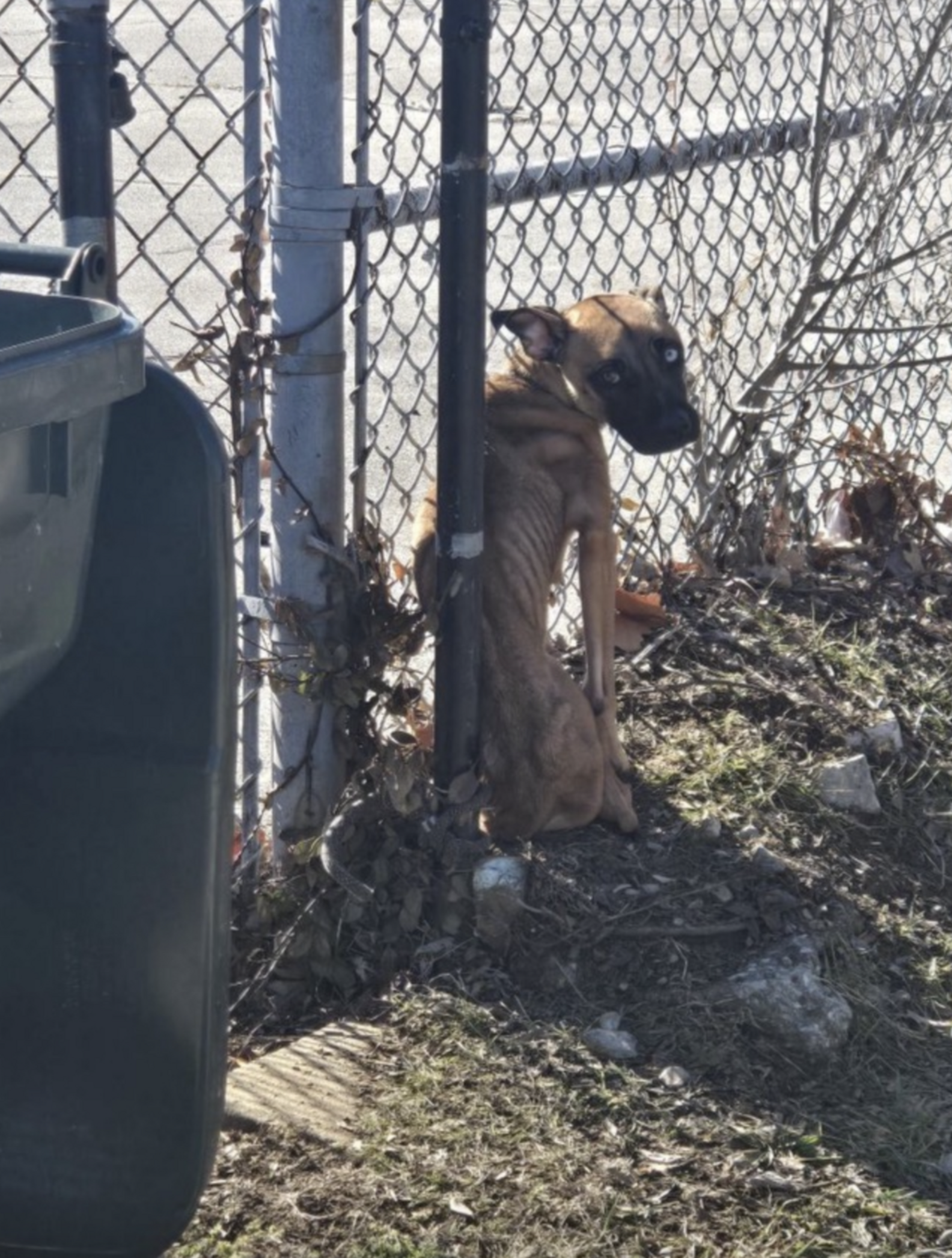 Dog Tied To Fence At Abandoned School Doesn’t Know If Anyone Will Save ...