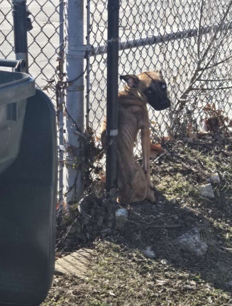 Dog tied to fence