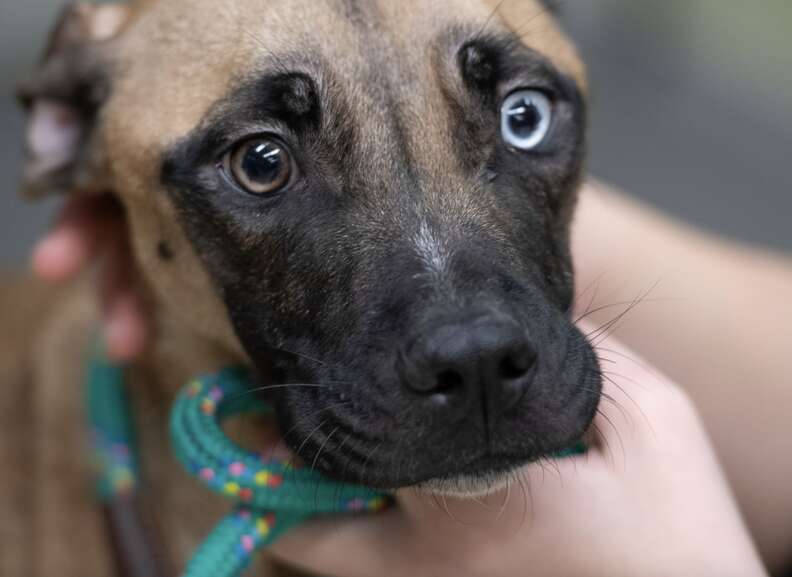 Close up of dog with different colored eyes