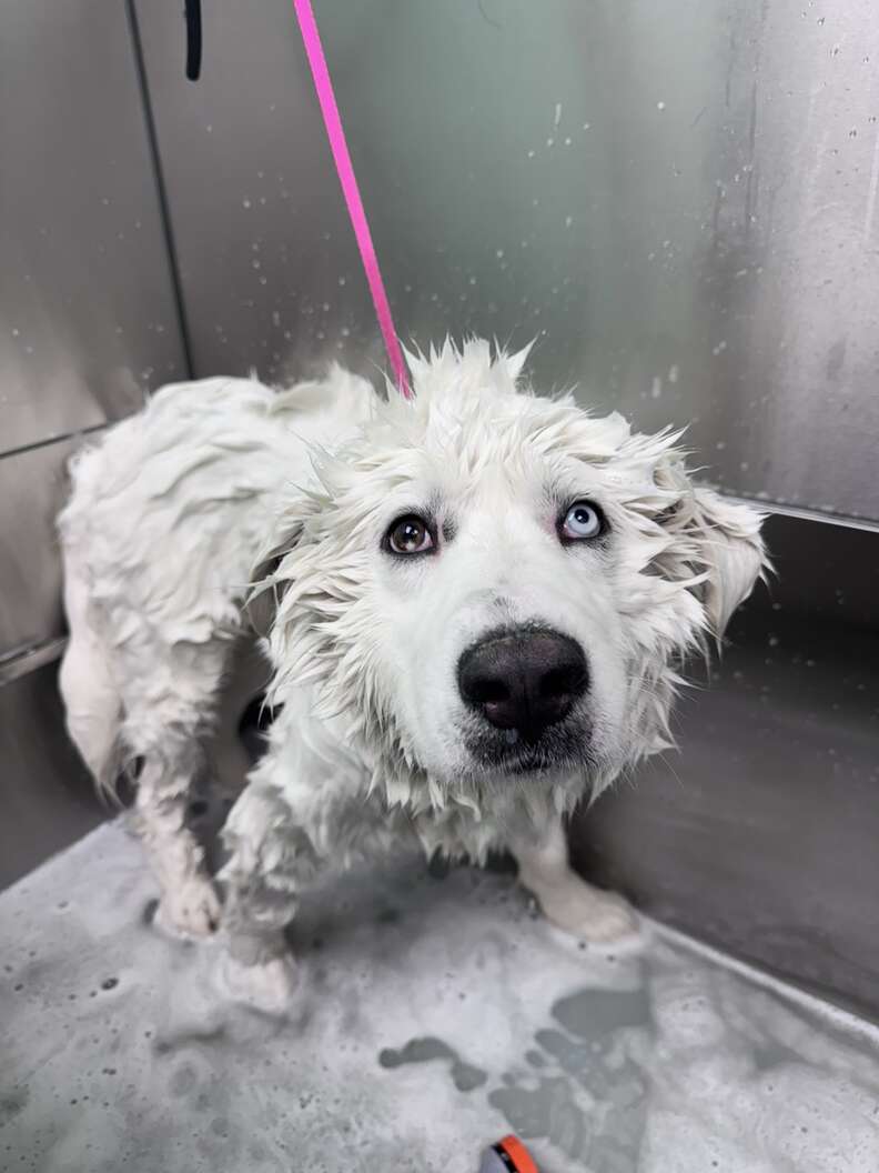 dog