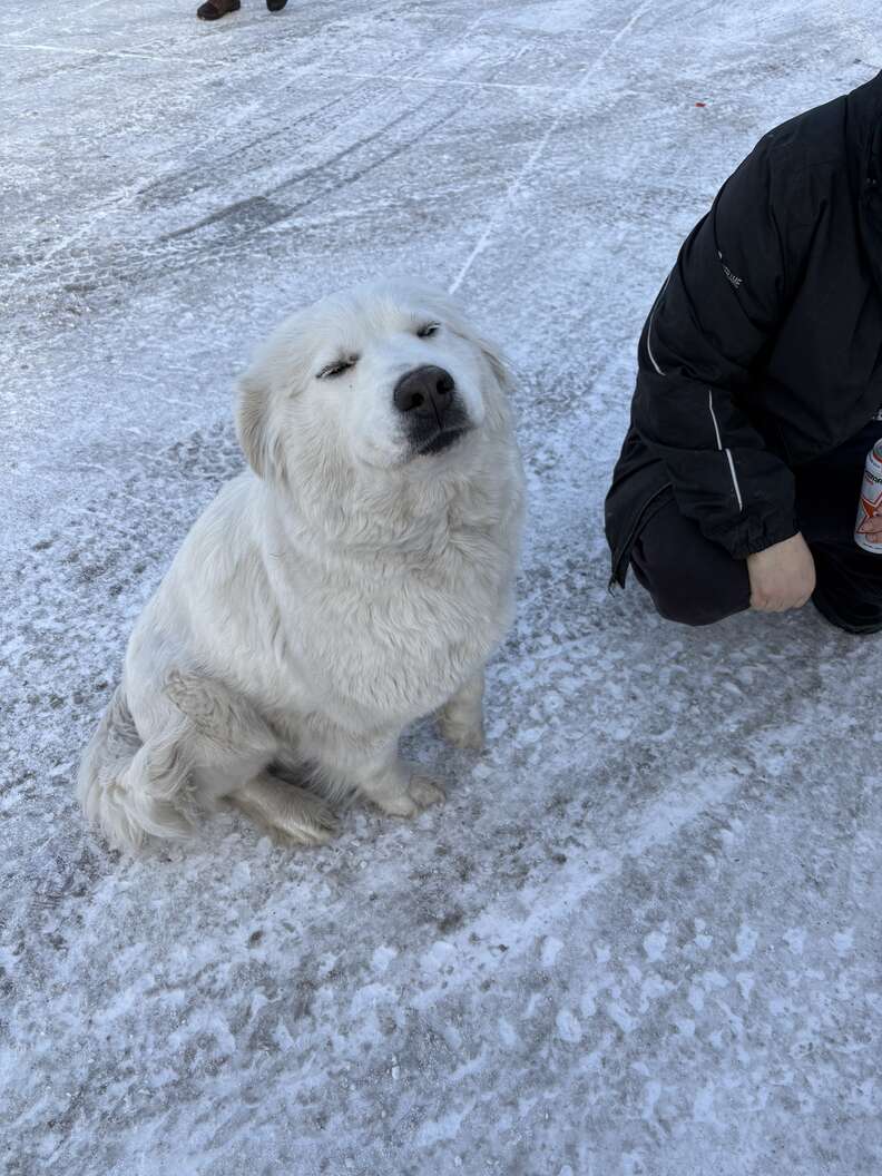 dog