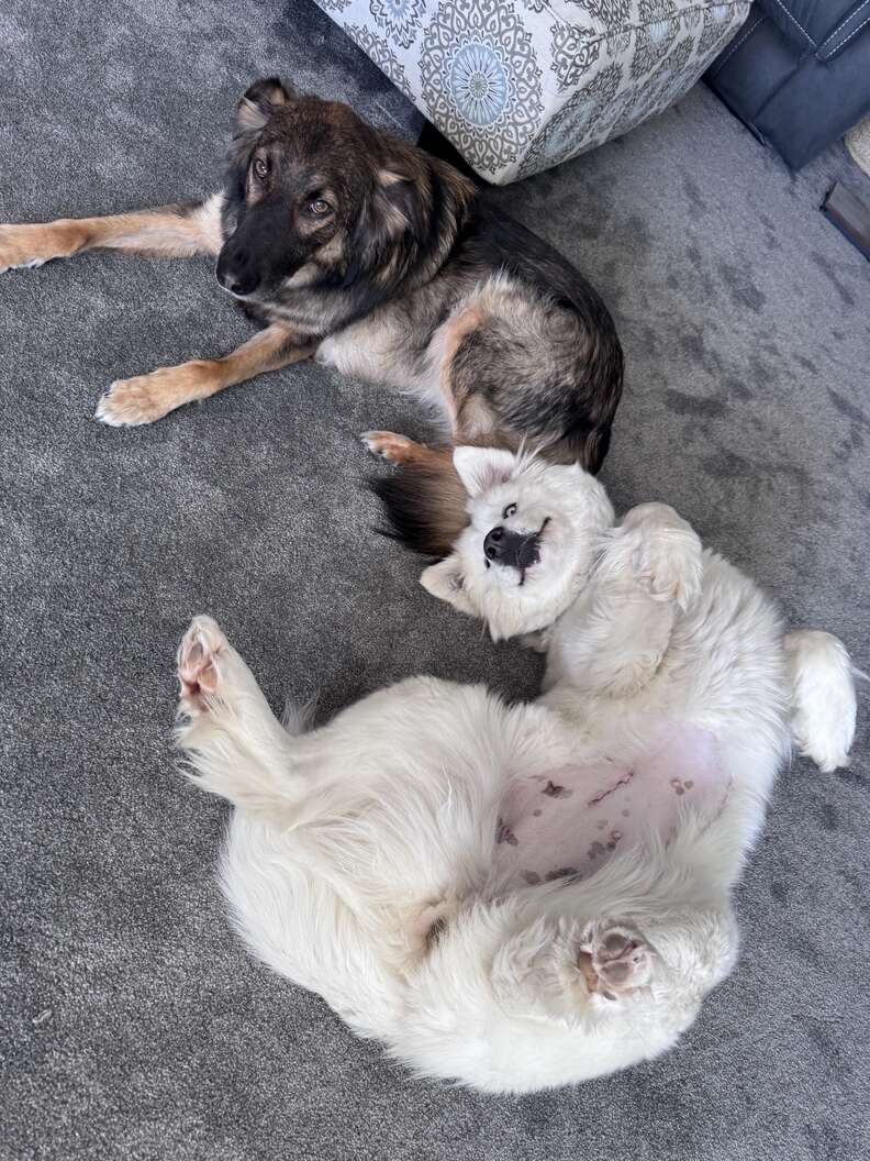 dogs