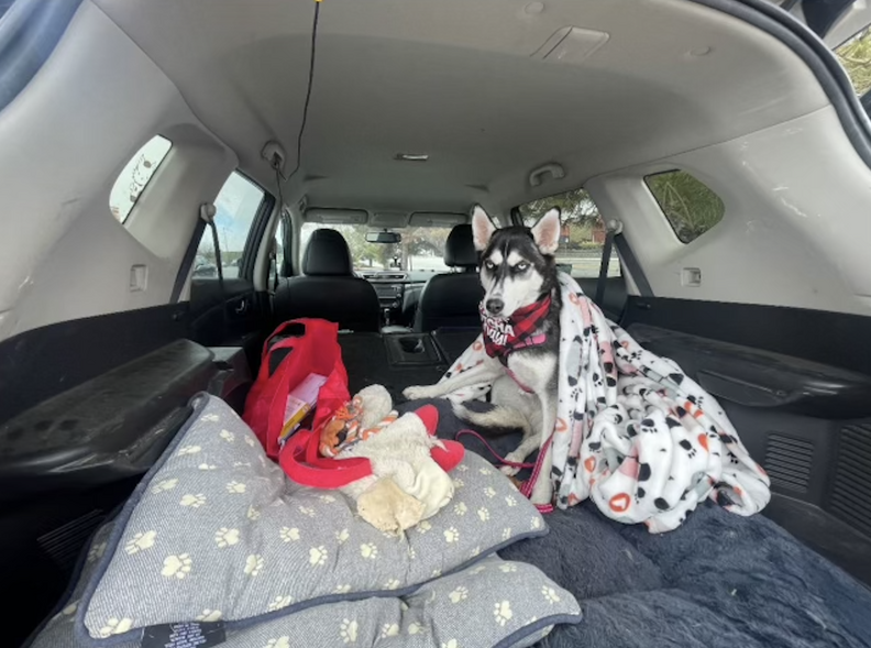 Dog in back of car