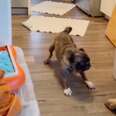 Watch The Moment This Scared Puppy Mill Pug Plays For The First Time