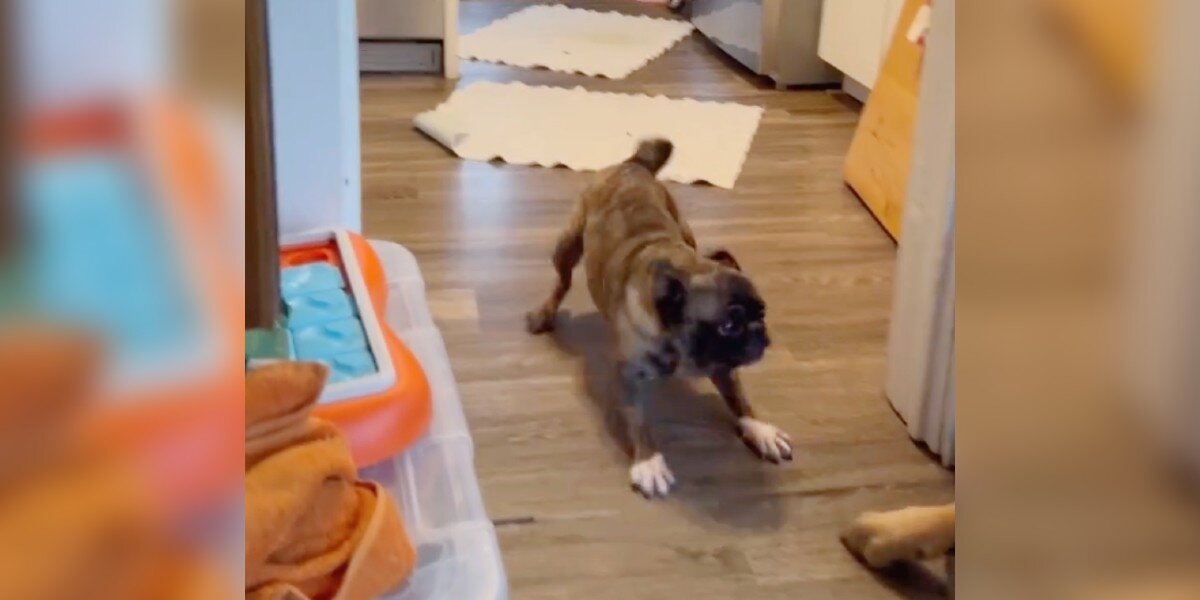 Watch The Moment This Scared Puppy Mill Pug Plays For The First Time