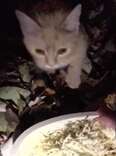 Cheeto in his new home with George and Derek