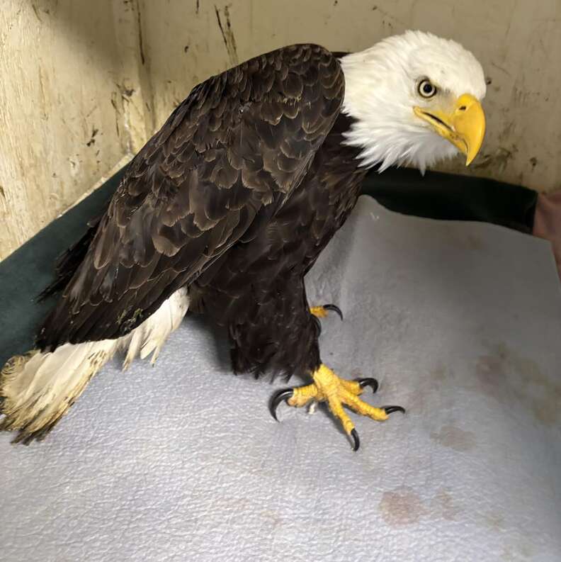 Injured bald eagle in wildlife rehab