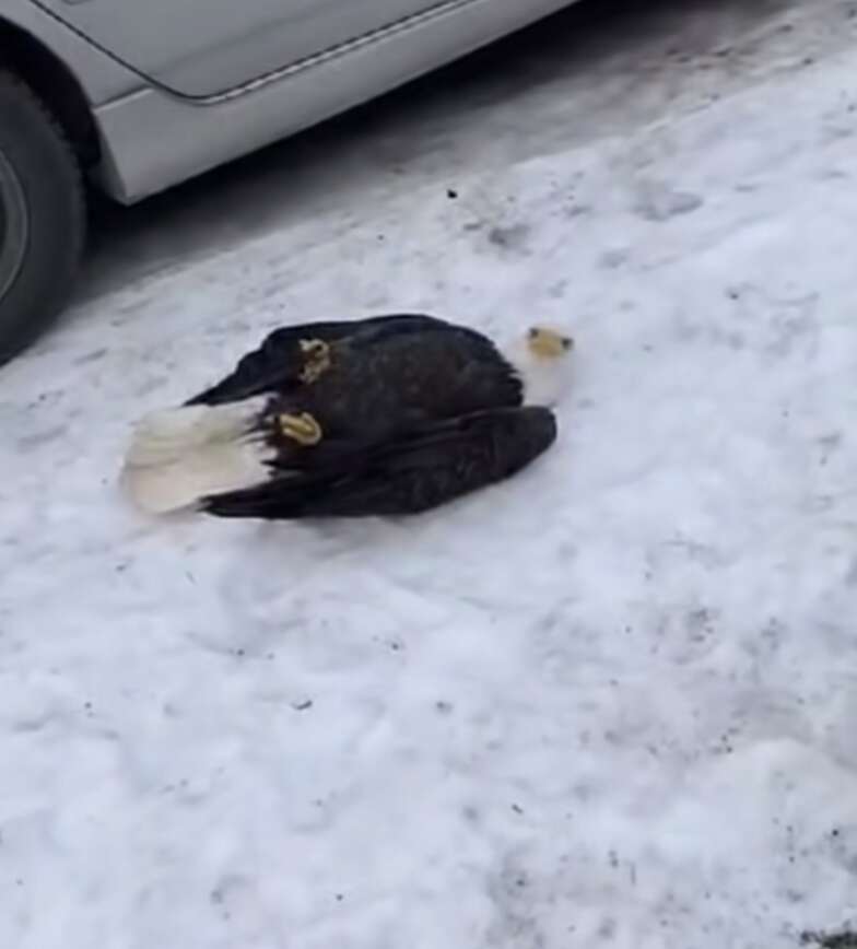 Bald eagle on the ground