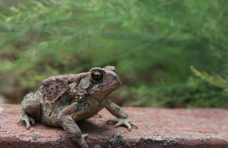 お庭の友達カエル