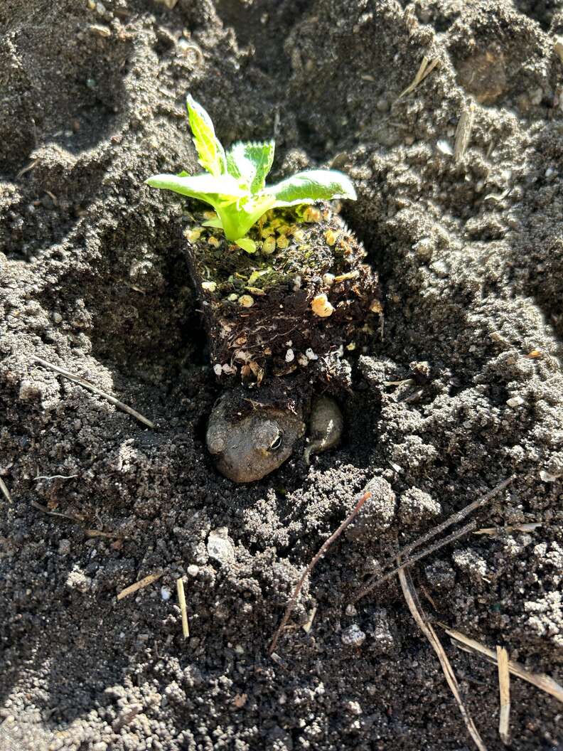 カエルが出てきた!