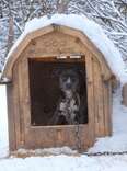 Rescuers Found Her Chained To A Snowy Doghouse — Then They Looked Inside