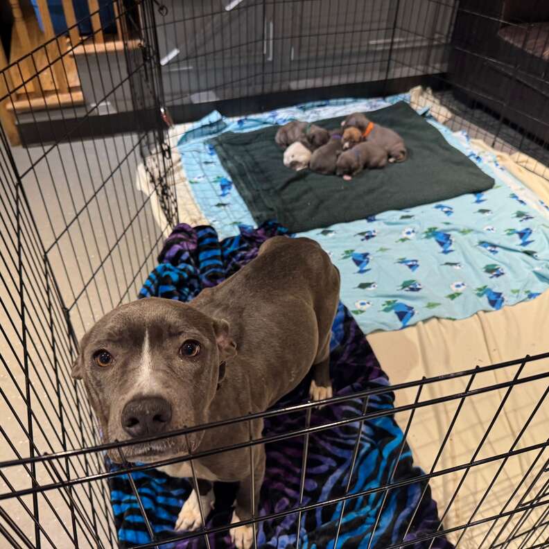 Rescuers found her tied up in a snow-covered doghouse، You won't believe what happened inside Rescuers found her tied up in a snow-covered doghouse، You won't believe what happened inside
