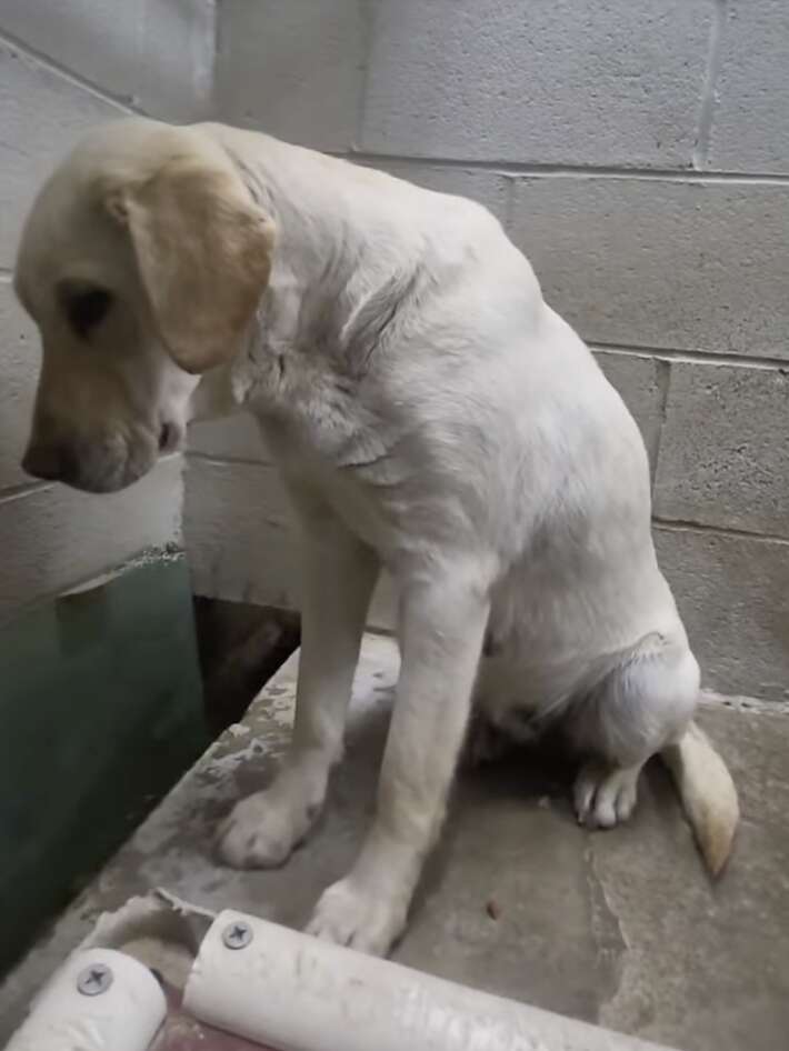 dog in shelter