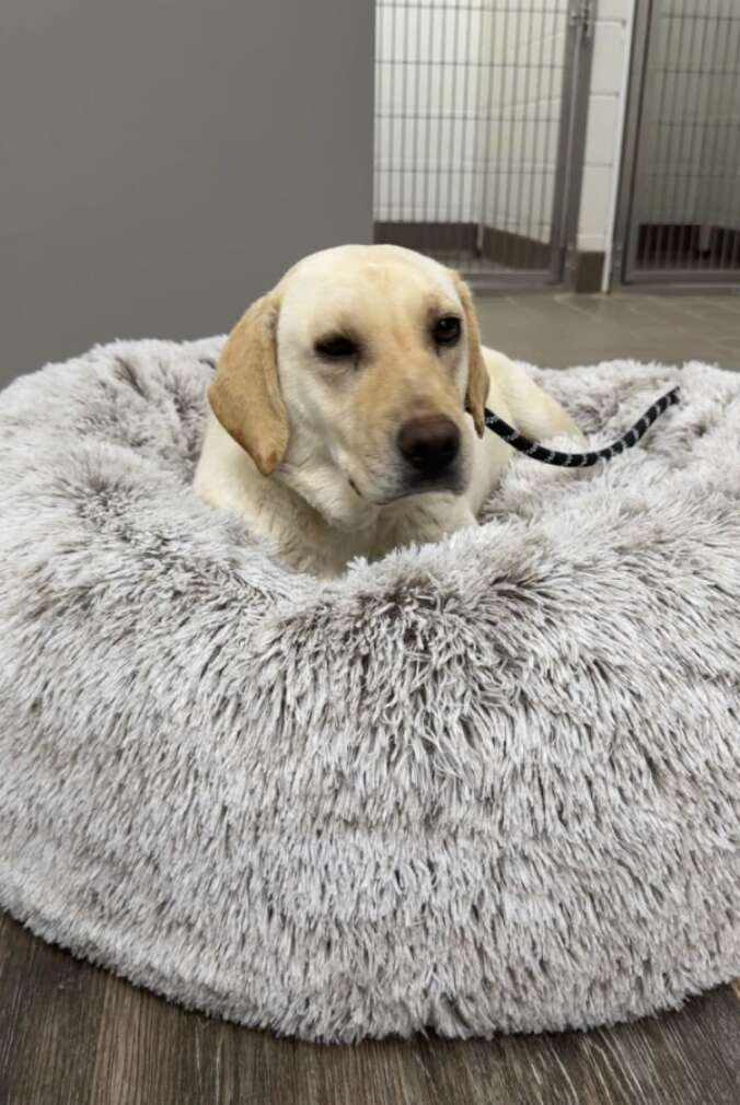 dog in fluffy bed