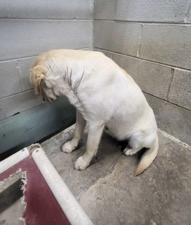 dog in kennel
