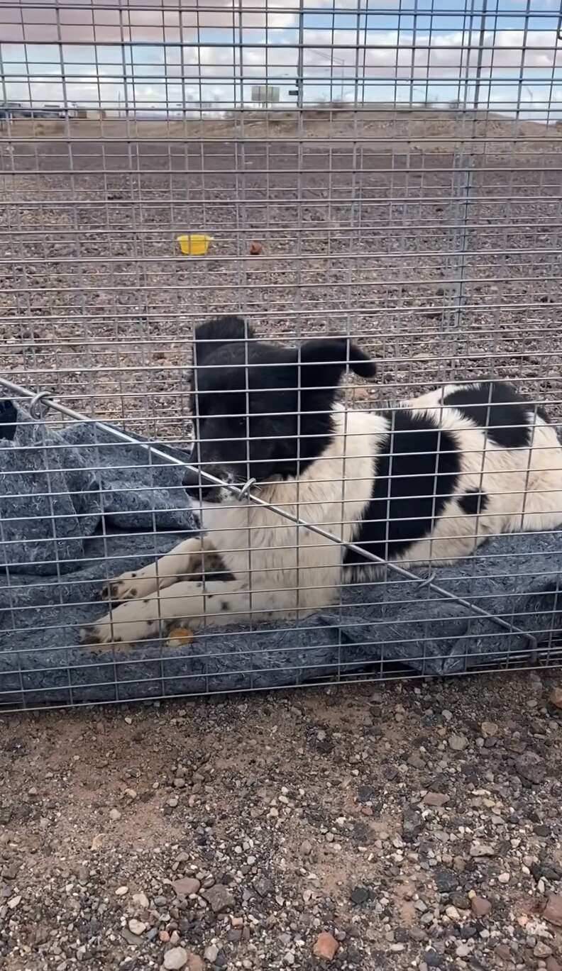 dog in a cage