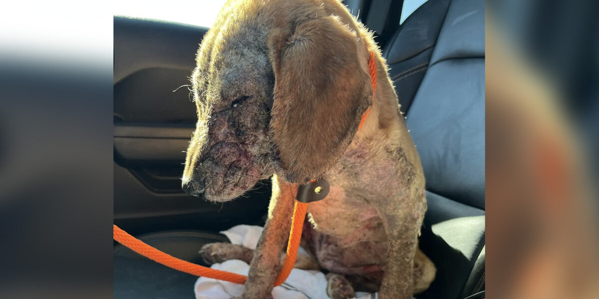 Dog 'Uncomfortable In Her Skin' Undergoes An Incredible Transformation