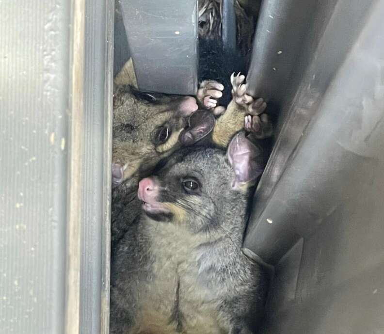 ポッサムの不安そうな顔