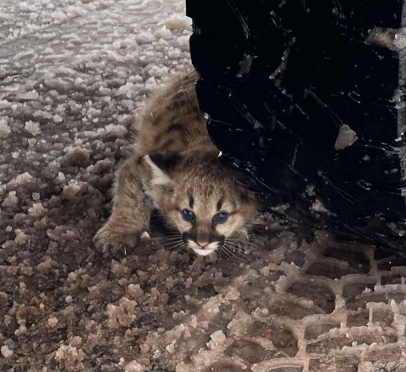 Wild kitten under tire