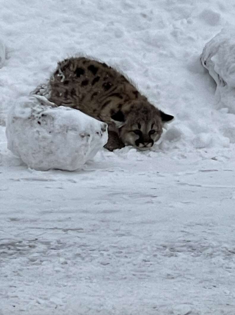 Kitten hiding in snow