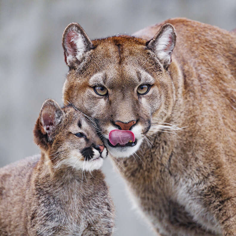 Mama cougar with baby