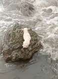 Rescuers Battle Rising Tides To Save Dog Stranded On Rocky Shore