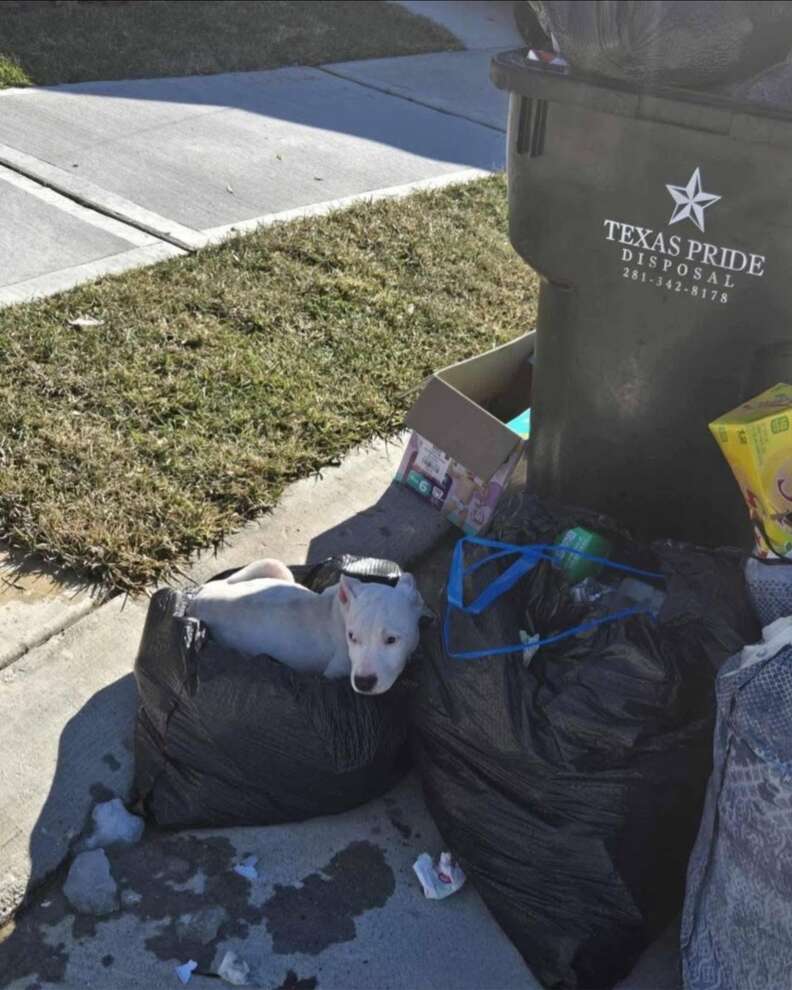 puppy curled up with trash cans