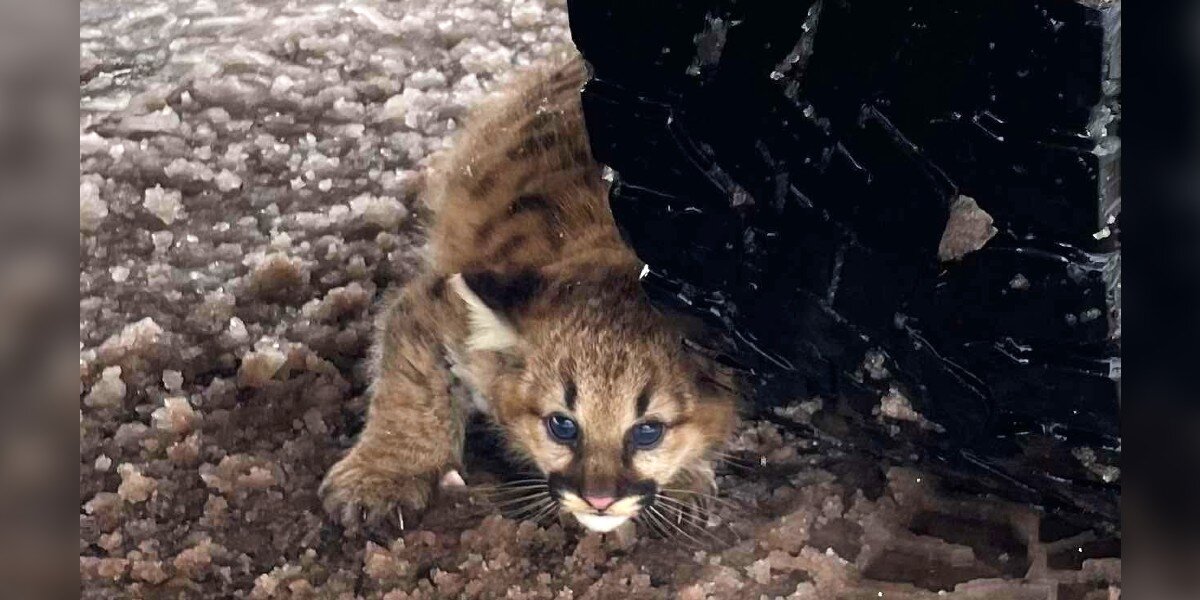 Driver Unknowingly Documents Rare Cubs' First Appearance In 100 Years