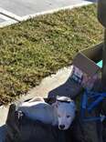 Woman Arriving Home From Work Finds Someone Curled Up By Her Trash Can