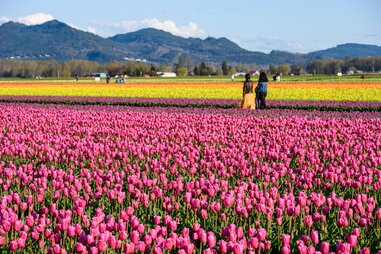 Skagit Valley Tulip Festival
