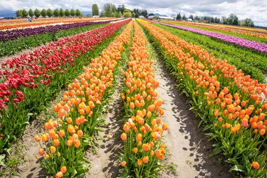 Skagit Valley Tulip Festival