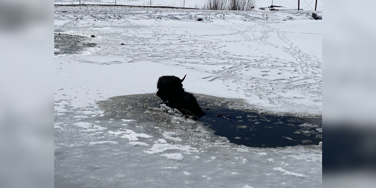 Firefighters Rush To Save Giant Hairy Animal From Drowning In Icy Pond